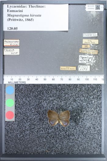 Media type: image;   Entomology 69832